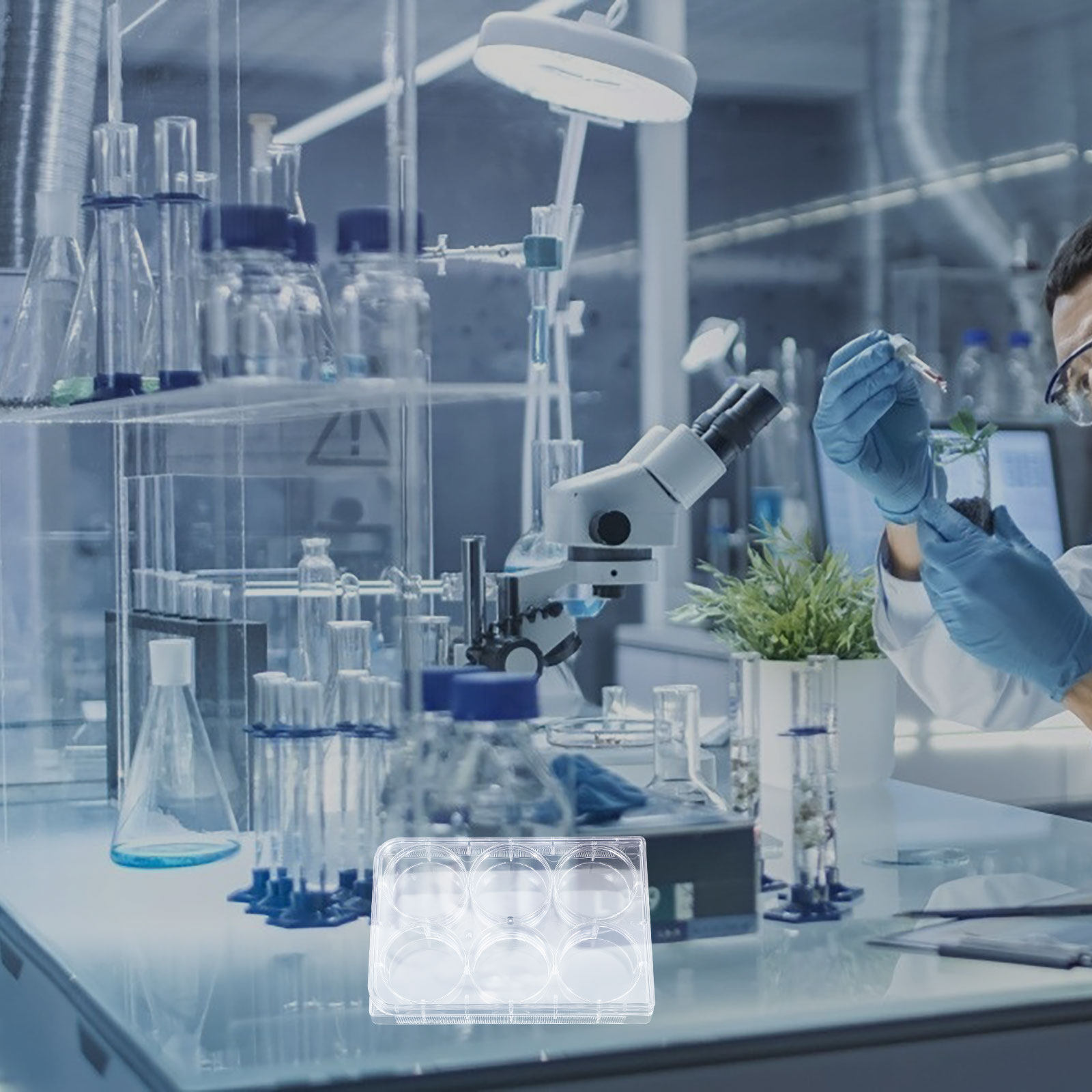 صينية زراعة الأنسجة ذات 6 فتحا - مراجعة Lab Equipment وسعره
